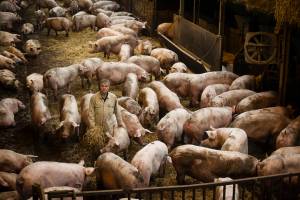 biologisch_varkens_original