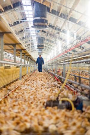 Biologische kuikenhouderij