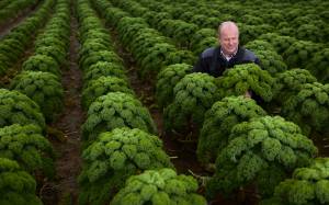 bloemkool_teler_original