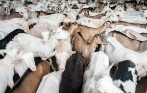 geitenhouderij_original