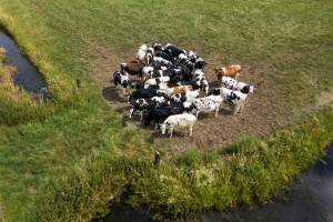 koeien_wachten_original