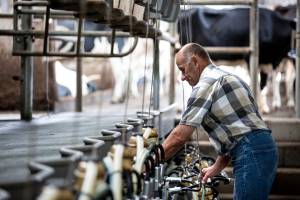 melkveehouder_original