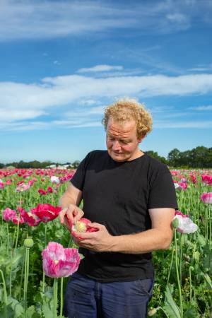 papaverteelt_original