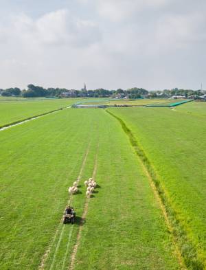 schapen_drijven_original