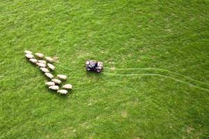 schapenhouder_original