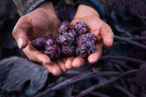 spruitenteler_original