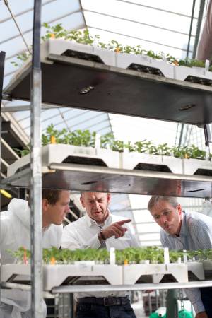 tomatenkeweker_original